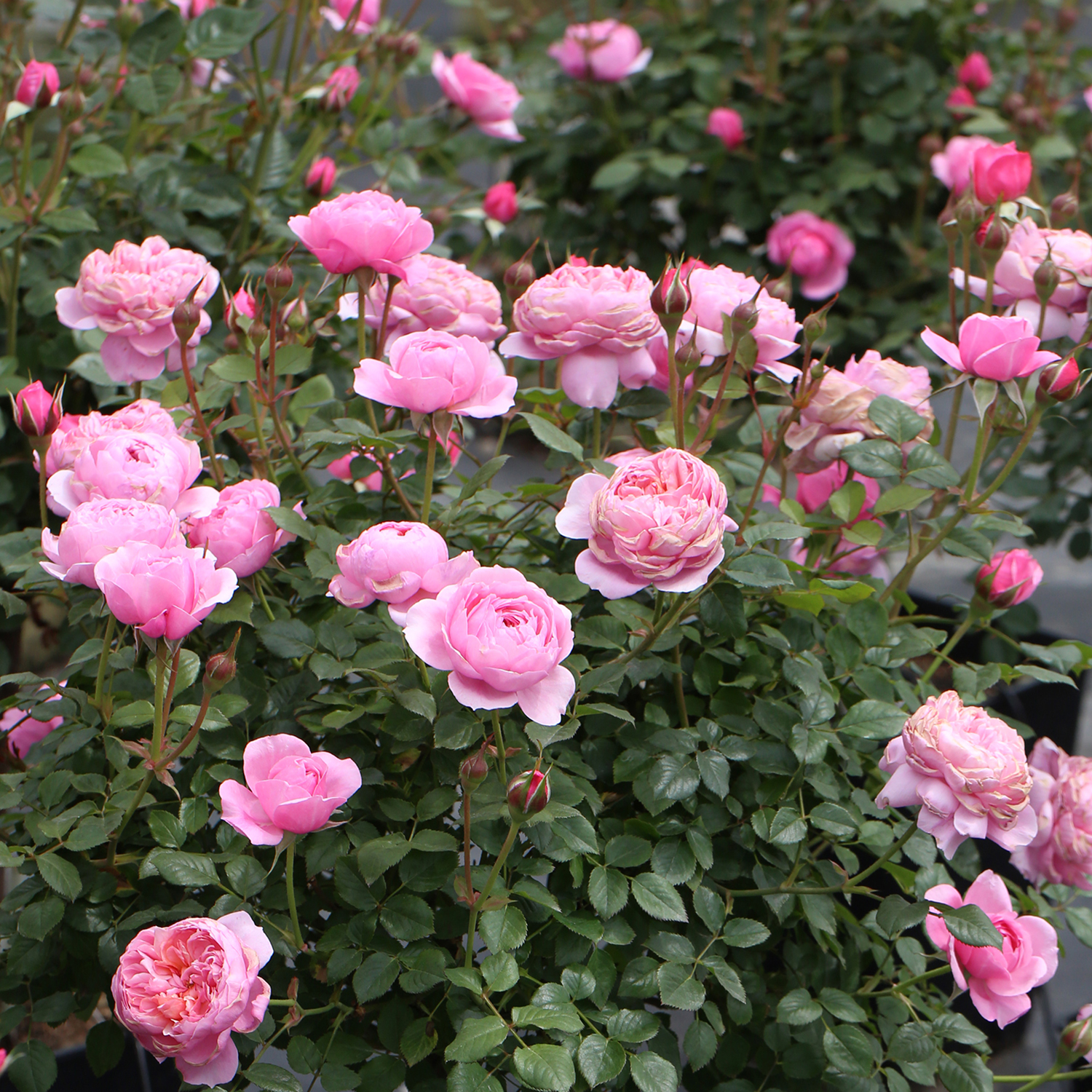 盆栽多季天狼铃之妖精2.5升阳台露台微月植物花卉