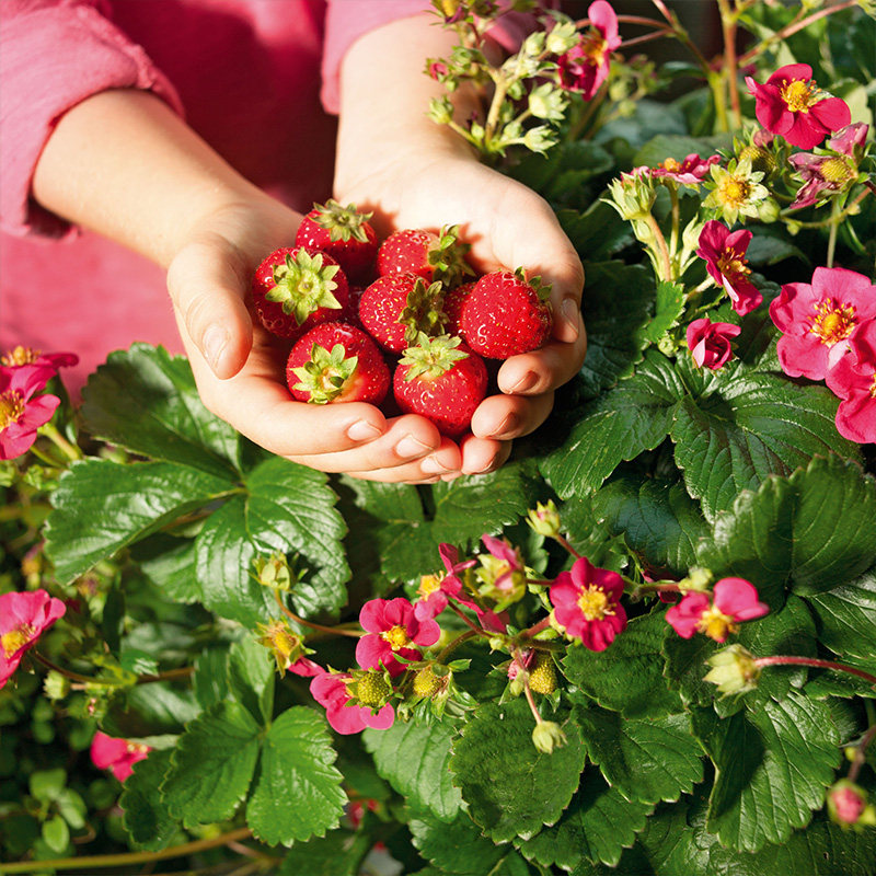 天狼红花草莓盆栽庭院露台易养易四季观赏性可食用果树