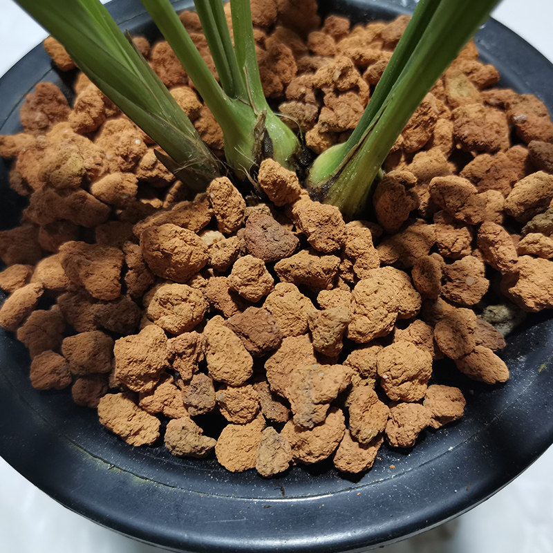 刘阁兰花 红土红石头颗粒土 铺面植料花卉绿植专用营养土兰花土