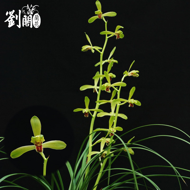 刘阁兰花苗 新上海梅 绿蕙水仙精品冬带花苞室内阳台花卉盆栽好养