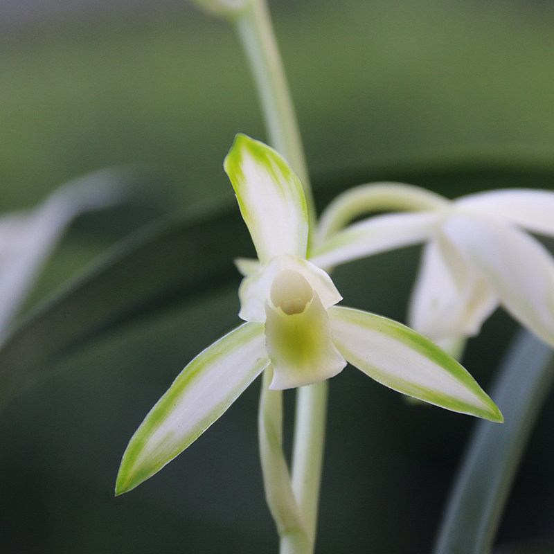 刘阁兰花苗名贵品种大全建兰青山玉泉夏带花苞时令草本花卉