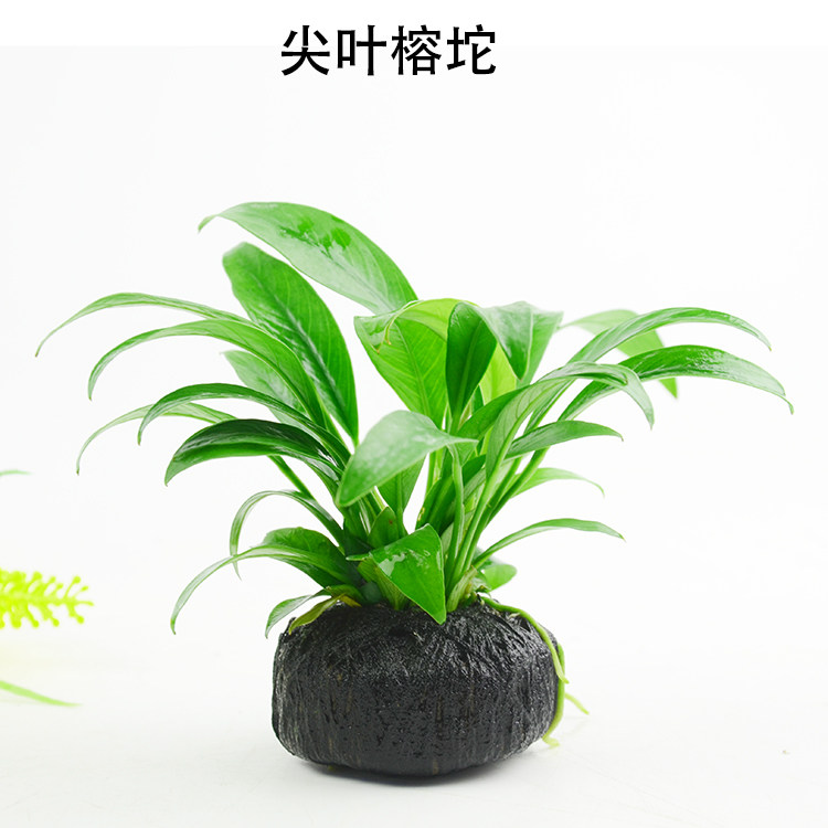 懒人水草沉木小水燕尾大小芭榕丹麦榕黄金榕水草