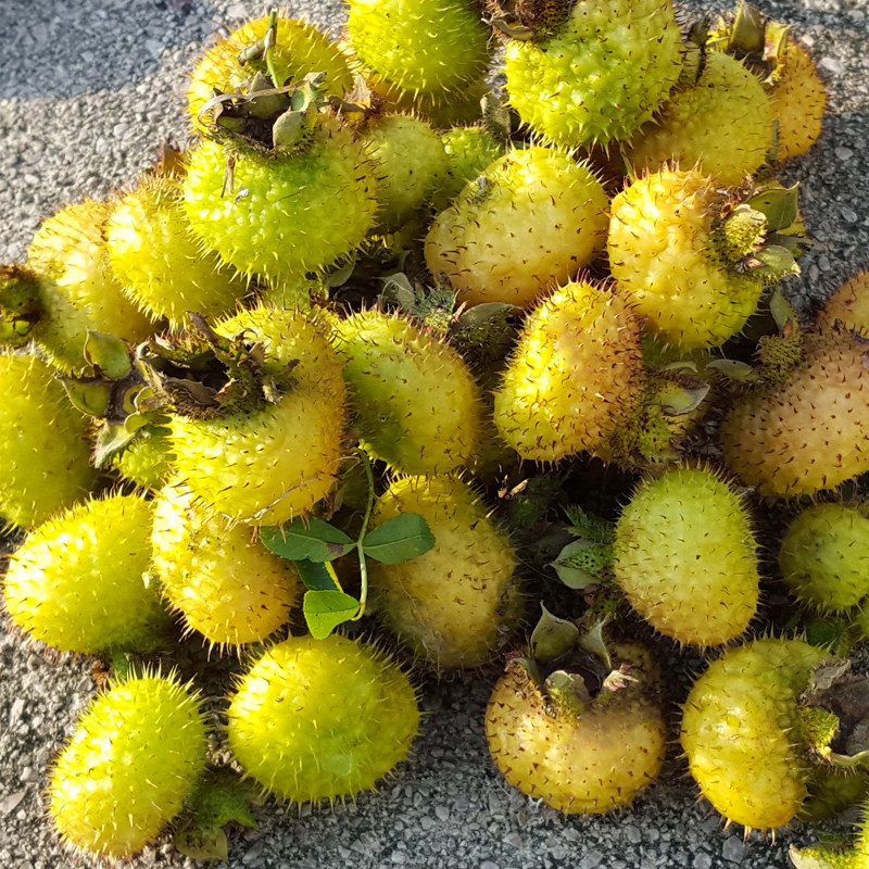 贵州特产野生新鲜刺梨无糖原汁纯刺梨果汁1000克无添加非刺梨干果