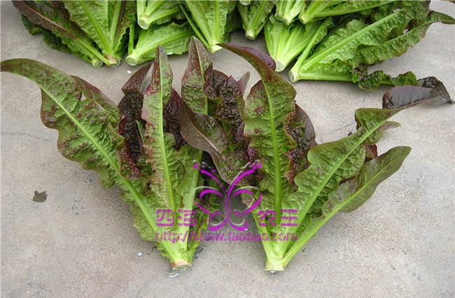 蔬菜种子阳台种菜盆栽油麦种籽红油麦菜原装家庭园艺种子