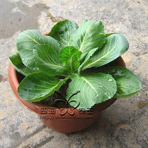 种子蔬菜家庭种植阳台盆栽甘蓝包菜约200粒包邮家庭园艺种子