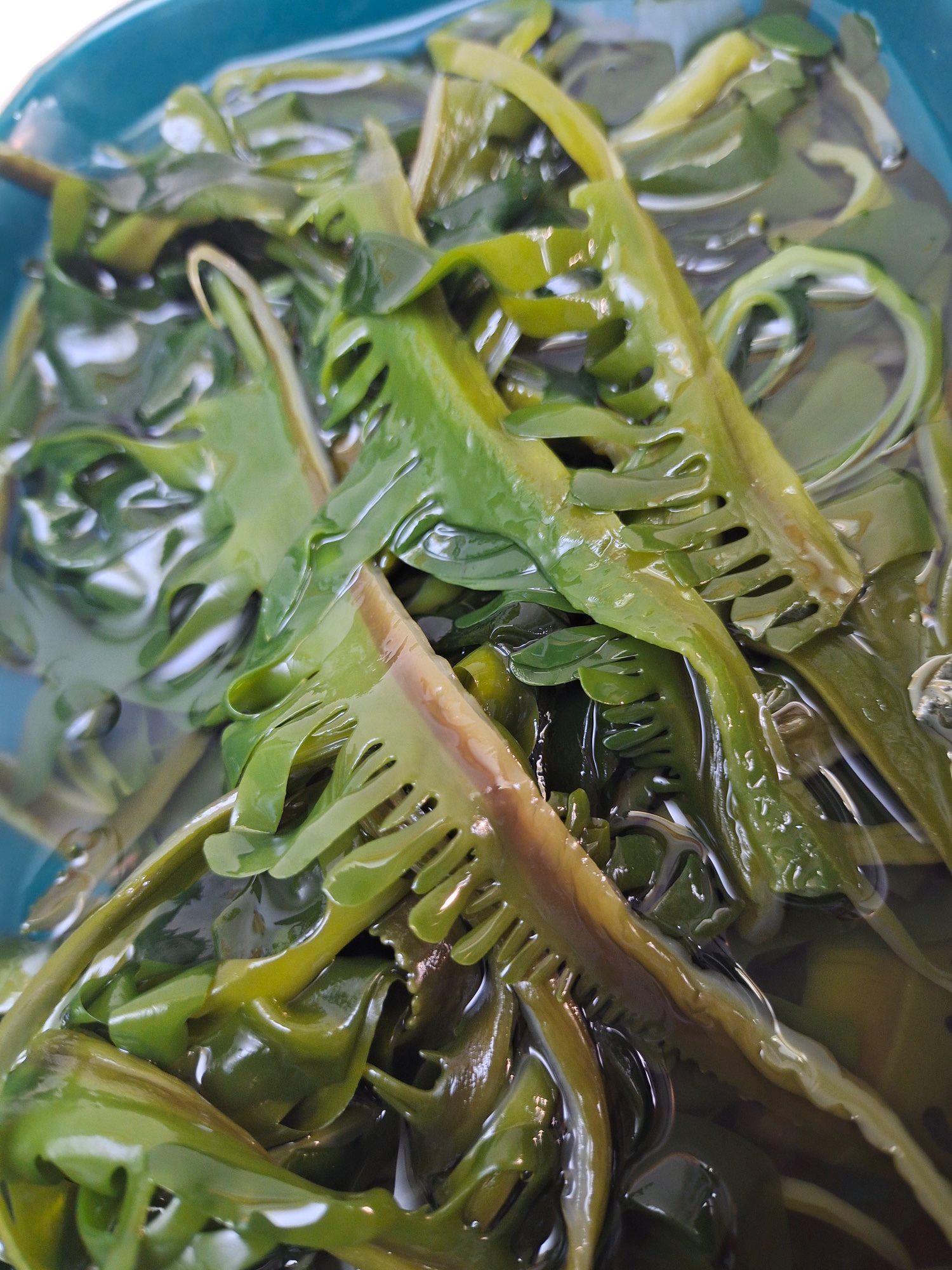 海带裙带芽鲜菜山特级海菜海新鲜韩式海带