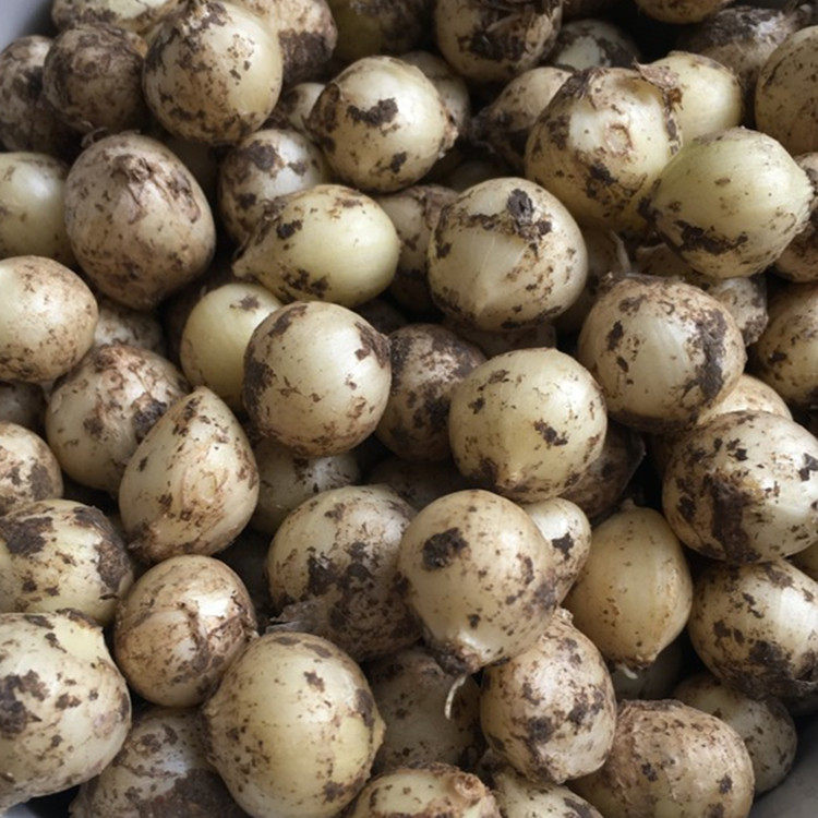 苦藠四川特产新鲜团蒜小蒜团葱野苦茭葱头圆蒜大蒜