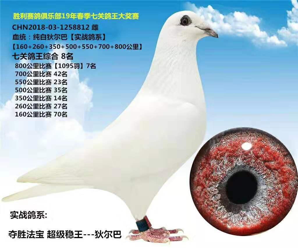 纯白信鸽白色大盗苍白骑士吐尼尔村松白包活包健康幼鸽一对价格