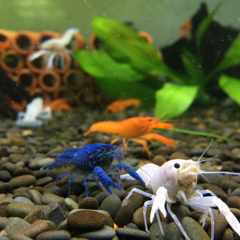 观赏宠物活体佛罗里达蓝魔虾佛蓝鳌虾