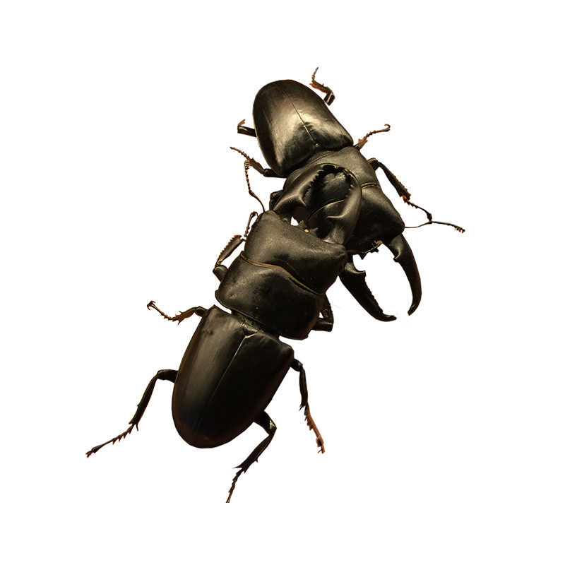 锹形虫中国扁锹锹甲虫锹甲活体另类宠物昆虫大扁楸甲虫独角仙大锹