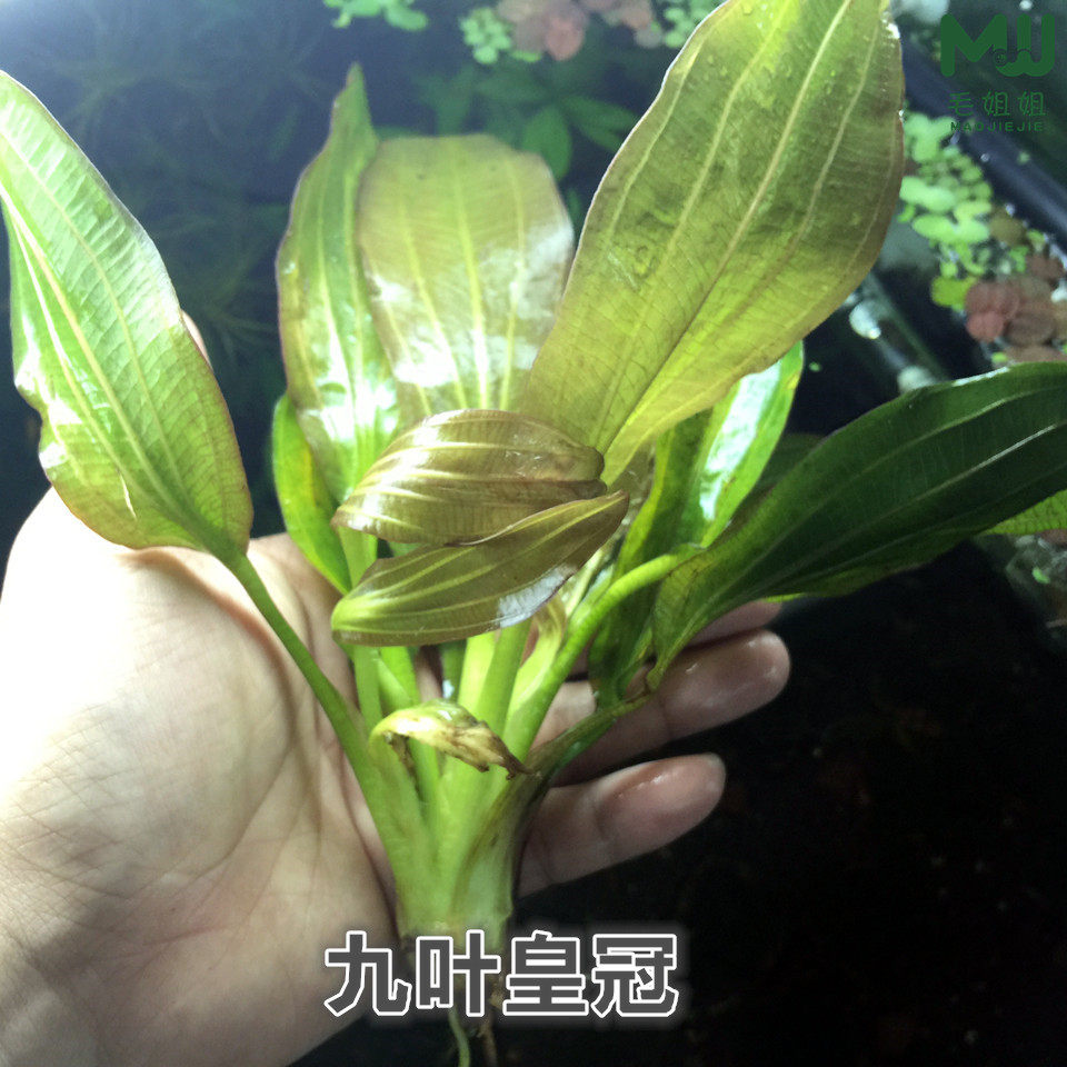 特价青旦红旦皇冠鱼缸水族箱鱼缸造景水草阴性草沉木后景造景水草