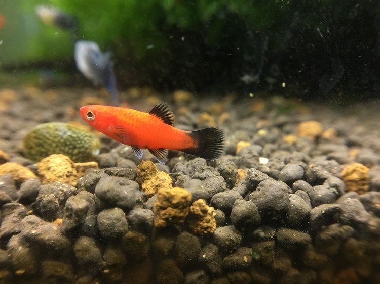 月光鱼米奇鱼玛丽鱼活体观赏鱼鱼缸水族箱黑尾月光鱼热带鱼草缸