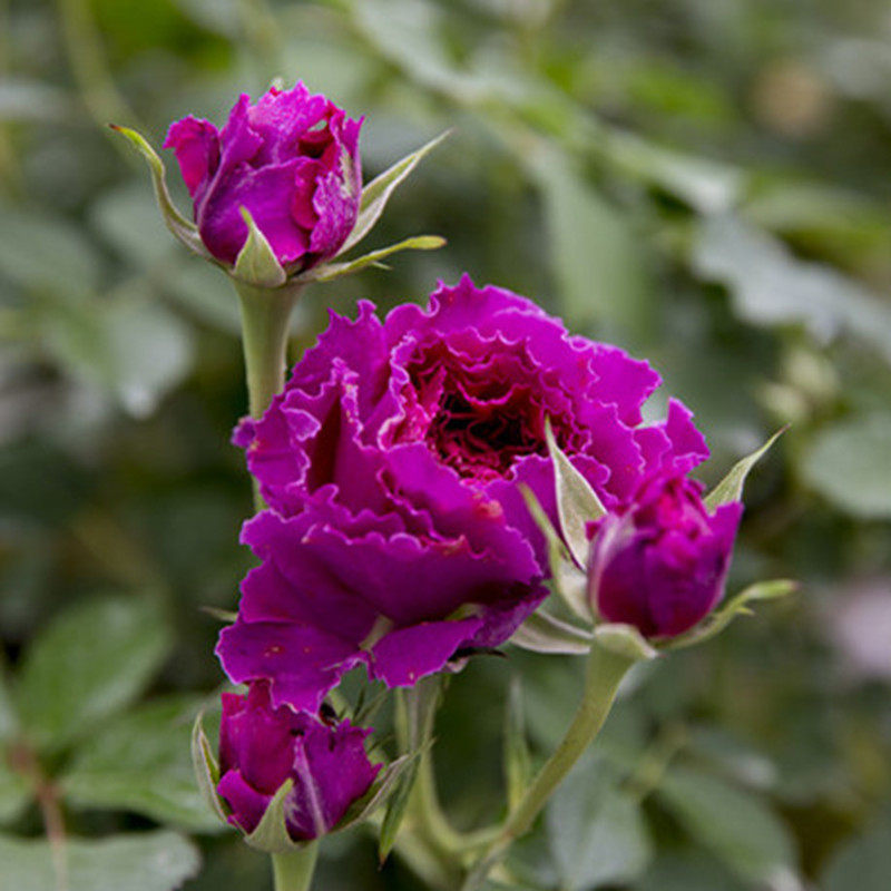 月季欧月草药月季花花苗大花微月丰花多头四季花卉