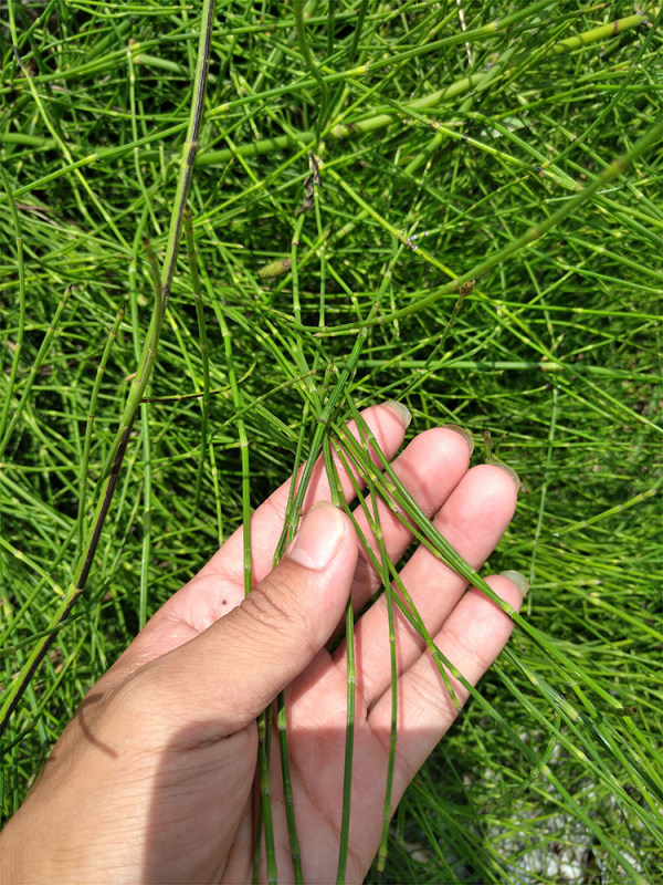 农家新鲜现采野生驳骨草清热节节草 推荐
