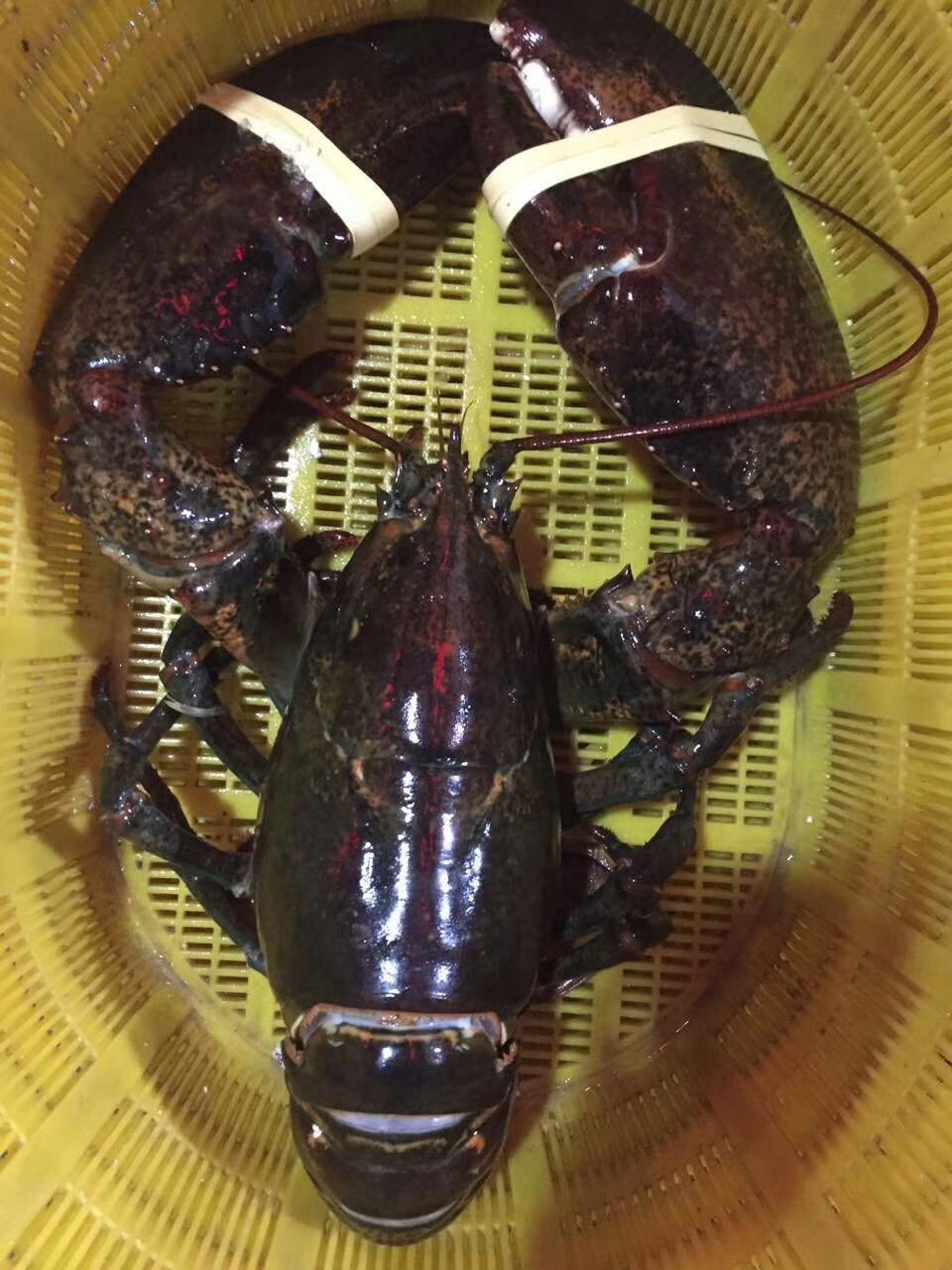 龙虾澳洲波士顿鲜活1只超大冰鲜大龙1斤2斤活虾