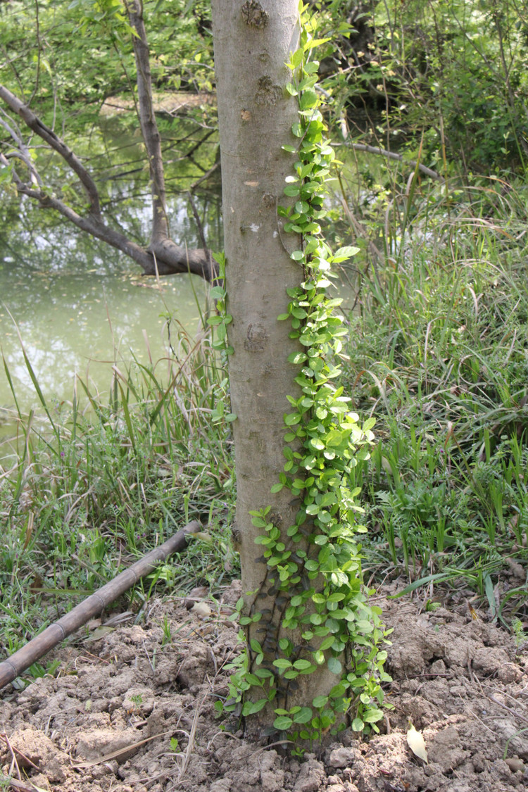 园林绿化苗木庭院爬藤植物小叶扶芳藤苗四季常青爬山虎苗爬行卫矛图片
