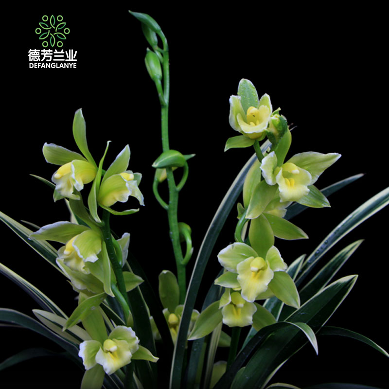 德芳兰业金边兰花苗带花苞浓香型室内金凤冠四季花卉植物盆栽包邮