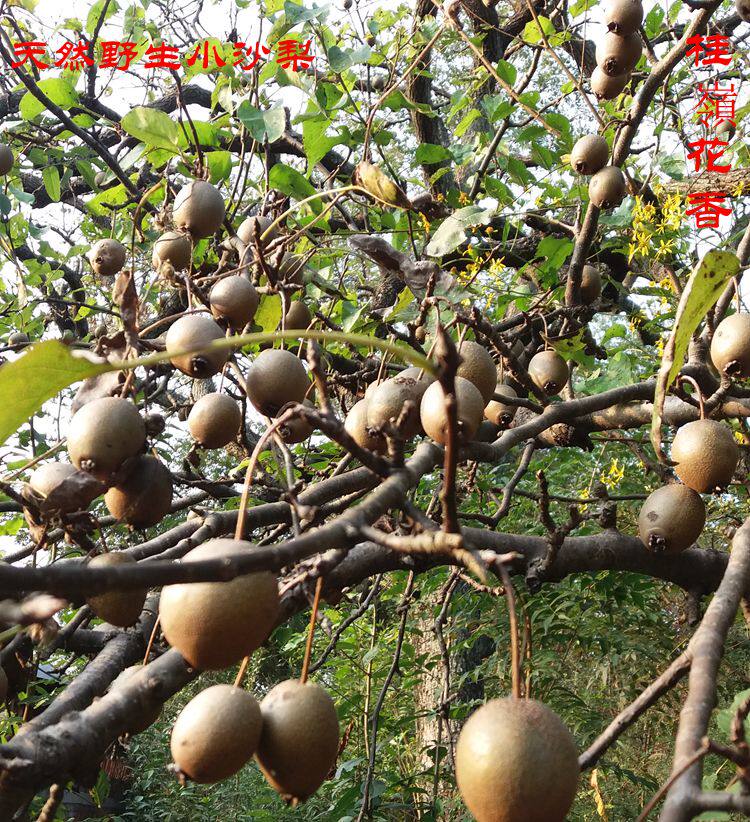 野生小糖两斤梨煮梨子小沙酸涩小野天然采摘其他药食同源食品