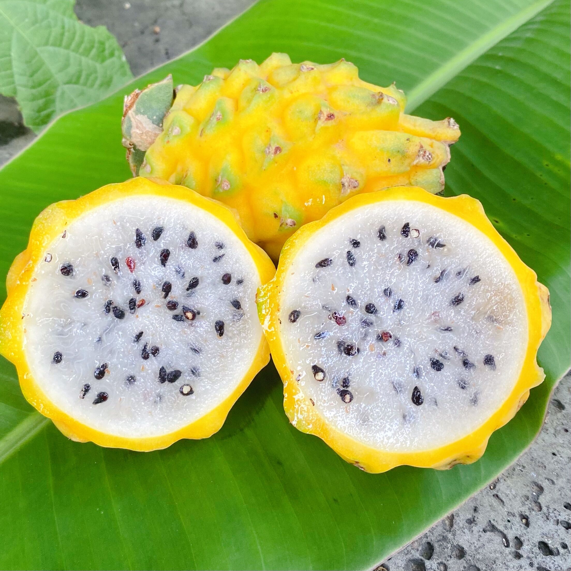 海南直发燕窝三亚麒麟黄色火龙果甜蜜丝滑3-4斤火龙果