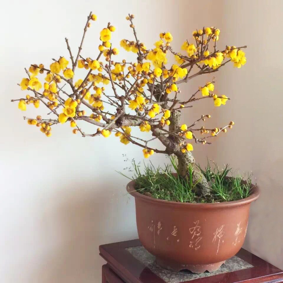 梅花浓香香型素心腊梅树苗盆栽花苞发货庭院花卉