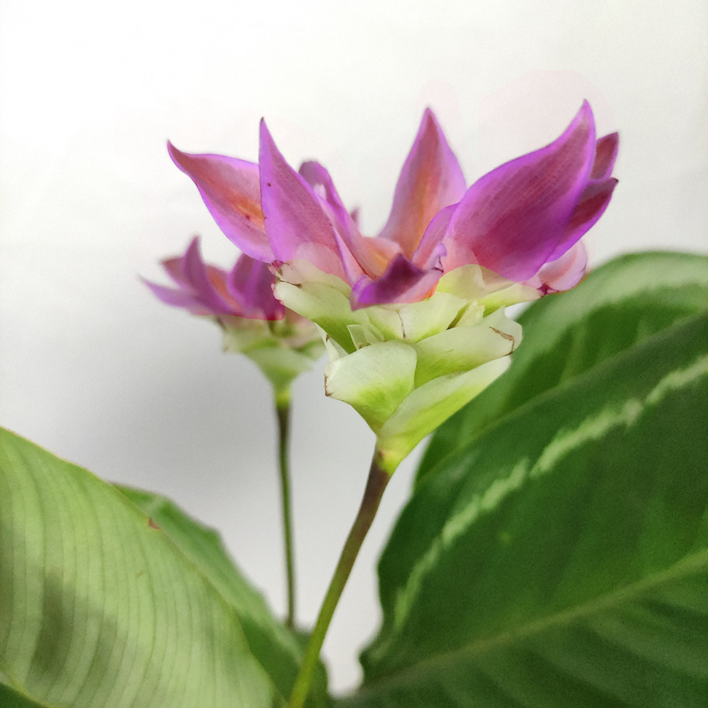 青莲盆栽观花叶观花室内观网红竹芋ins绿植欧风绿植