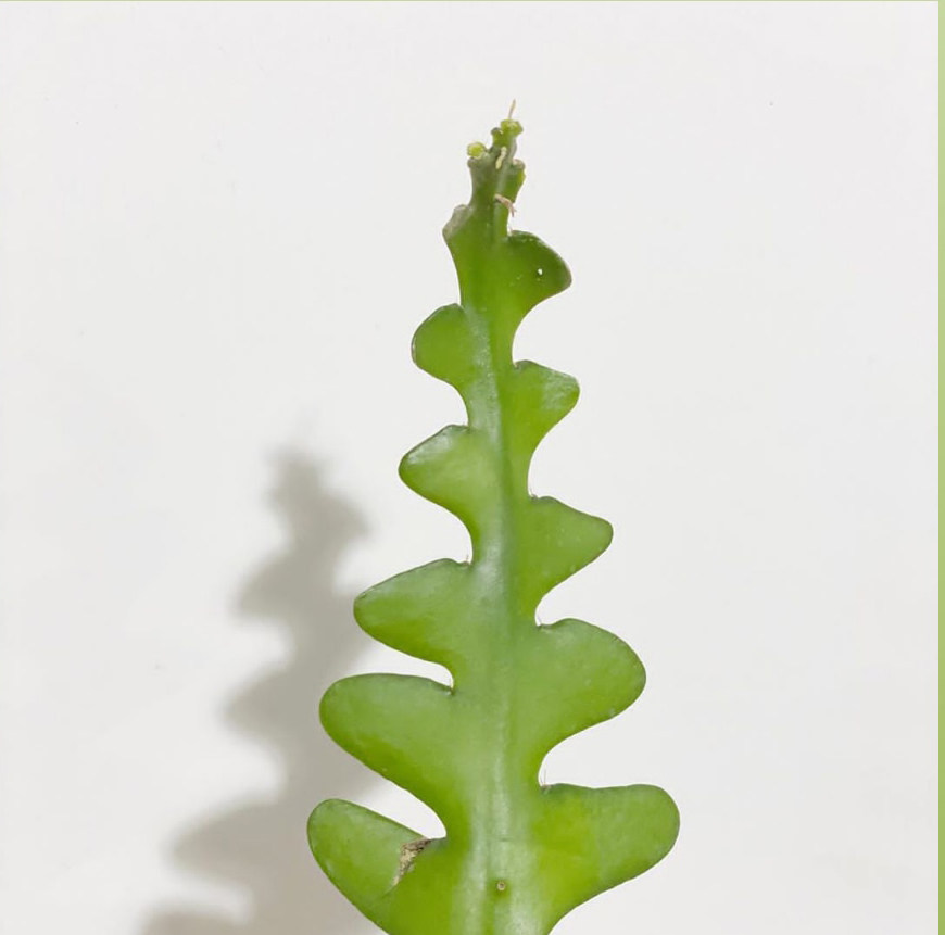 鱼骨令箭荷花昙花didocactusanguliger室内网红绿植盆栽绿植