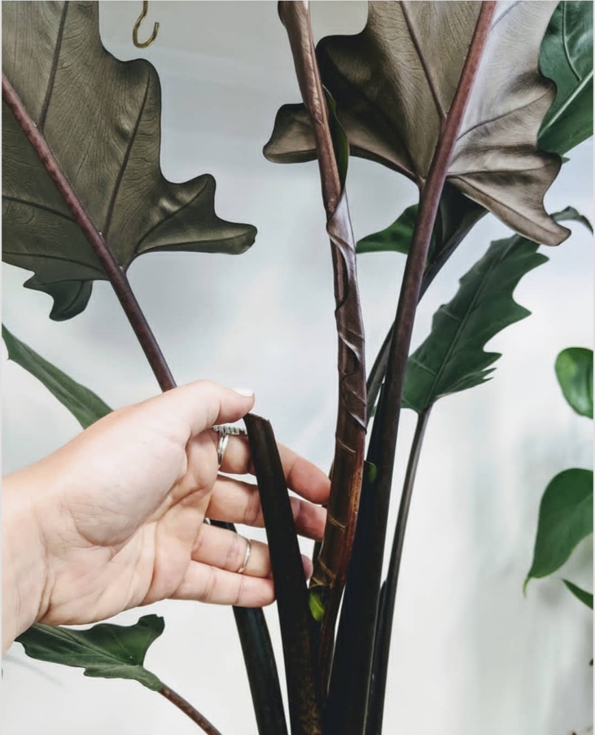 剑叶海芋 紫背箭叶海芋 荷兰进口 ins风绿植 室内 北欧风植物