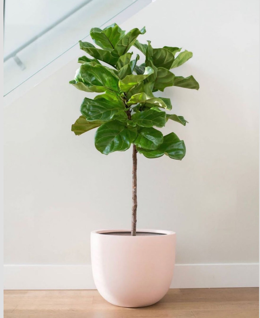 琴叶爱心黄金富贵芭比盆栽室内客厅大叶北欧绿植