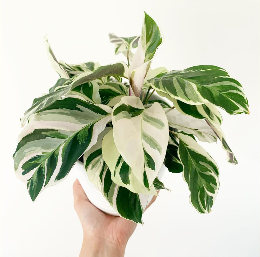 油画竹芋荷兰网红黄油画绿植ins盆栽好养室内绿植