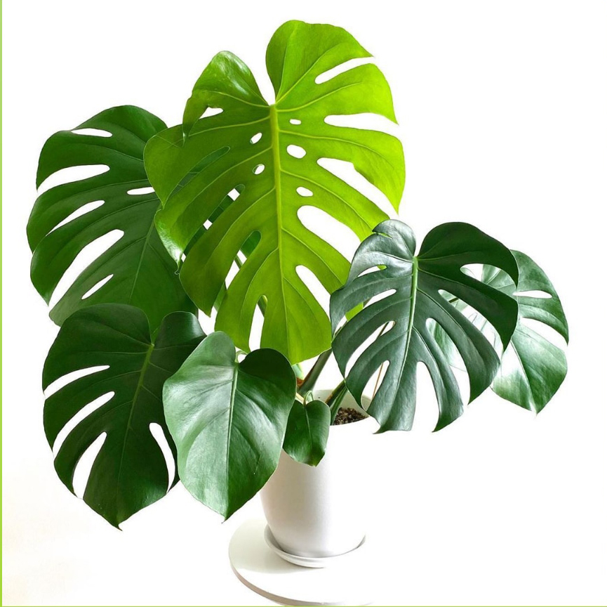 绿植盆栽龟背大型水培甲醛洞开开洞室内净化空气绿植