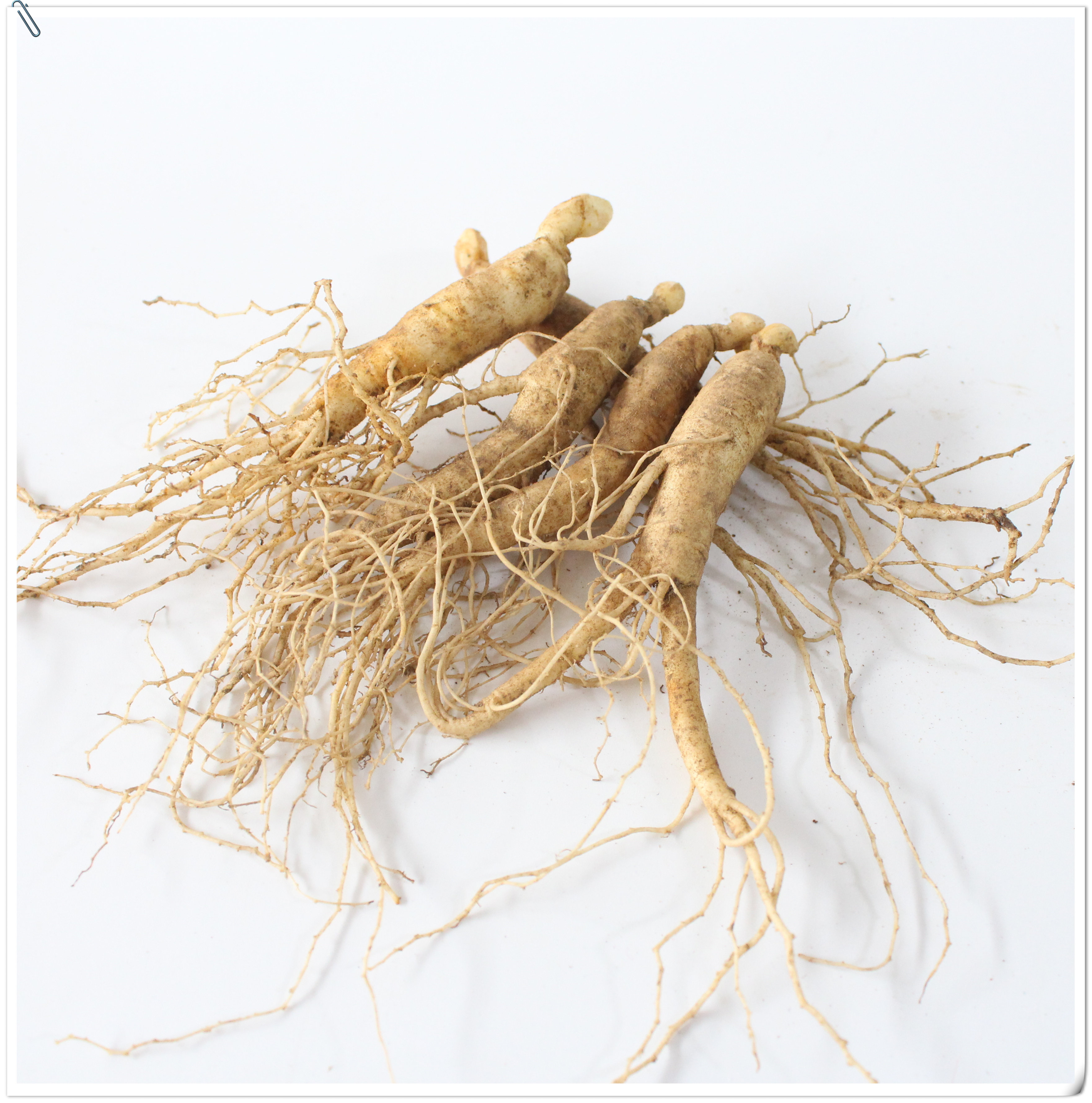 人参苗包邮盆栽种植新鲜小人参占地人参苗长白山人参泡酒煲汤人参