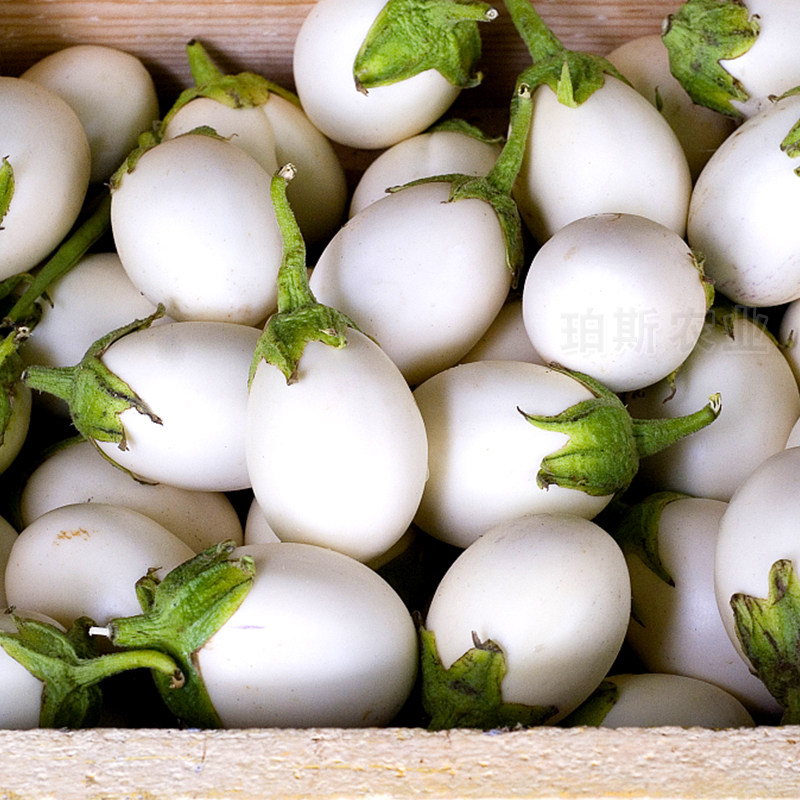 春秋白茄子茄子圆茄奶白2号家庭园艺盆栽观果蔬手机支架