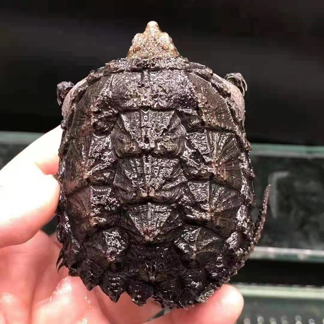 鳄龟爆刺凶猛佛鳄乌龟活物原种纯佛杂佛大鳄龟