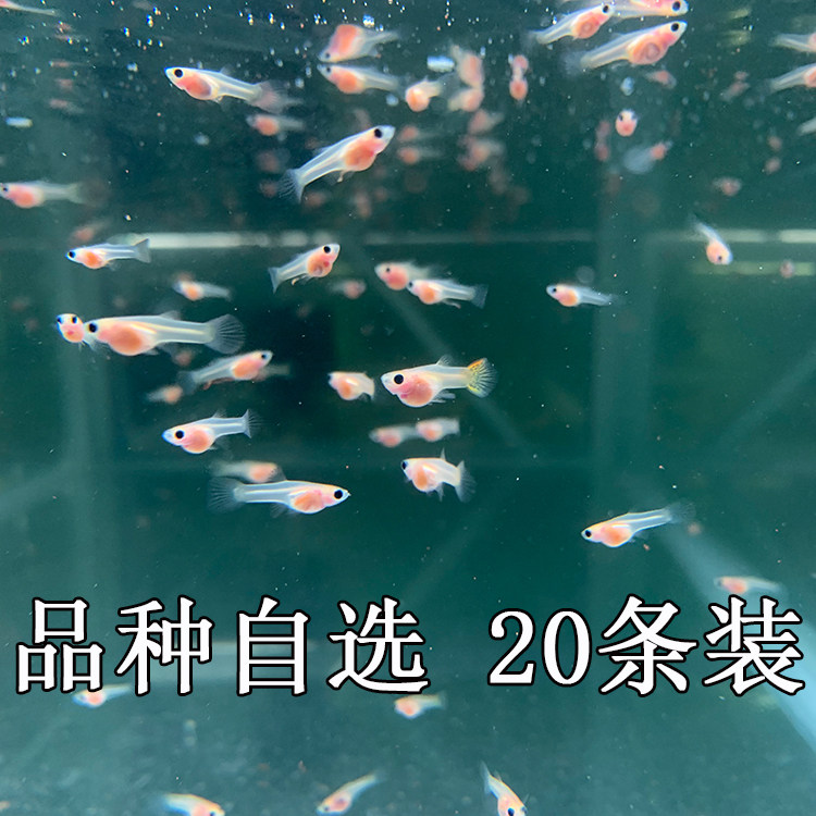 孔雀鱼苗活体纯种凤尾幼鱼天空礼服草尾观赏鱼