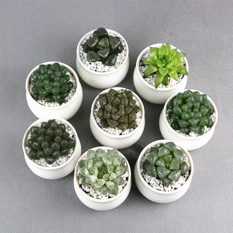 玉露多肉植物组合套餐冰灯稀有品种大颗超大多肉植物