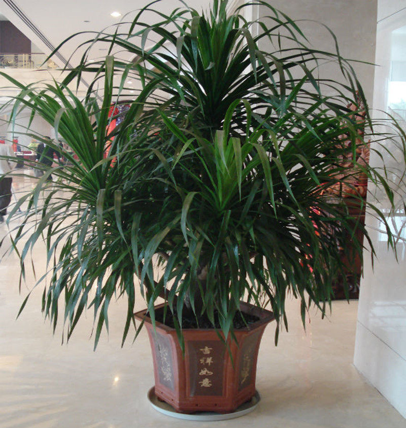 室内客厅大型绿植龙铁树盆栽龙须龙血树盆栽净化空气吸甲醛植物