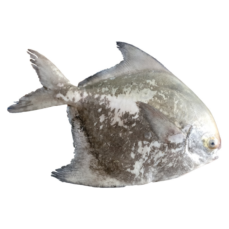 东山岛野生海鲜 斗鲳 中华鲳 中国鲳 比白鲳鱼好 高规格鱼类