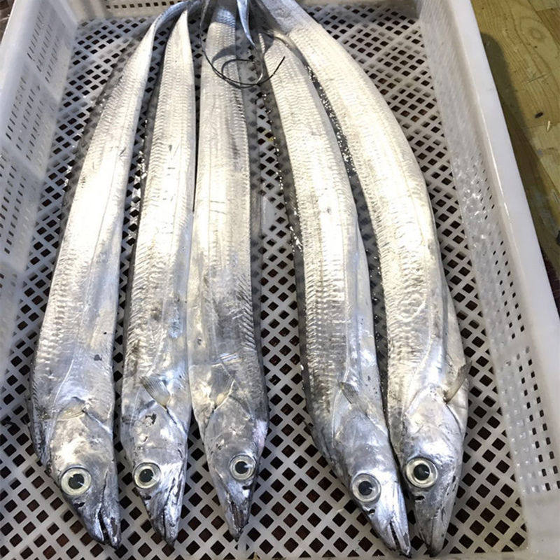 带鱼福建本地特级新鲜东海送礼海鲜整条刀鱼带鱼