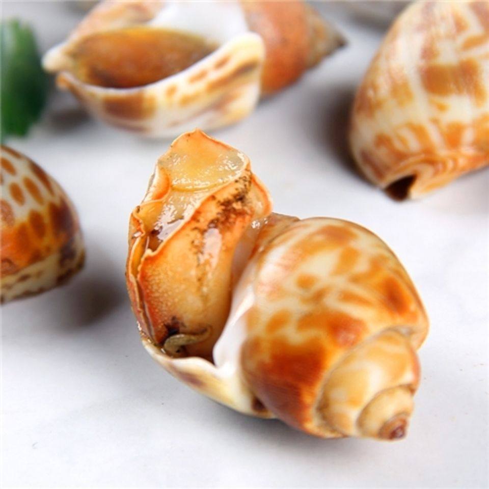 海螺鲜活福建花螺冷冻新鲜东风螺大香螺南风海螺