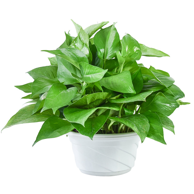 天津绿植大叶绿萝吊兰盆栽大绿植物花卉新房绿植