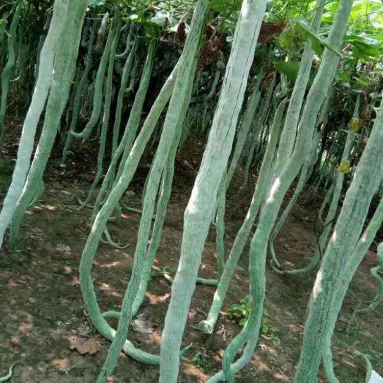 蛇瓜种子种籽孑苗秧菜特大超长秧苗豇豆豆角家庭园艺种子