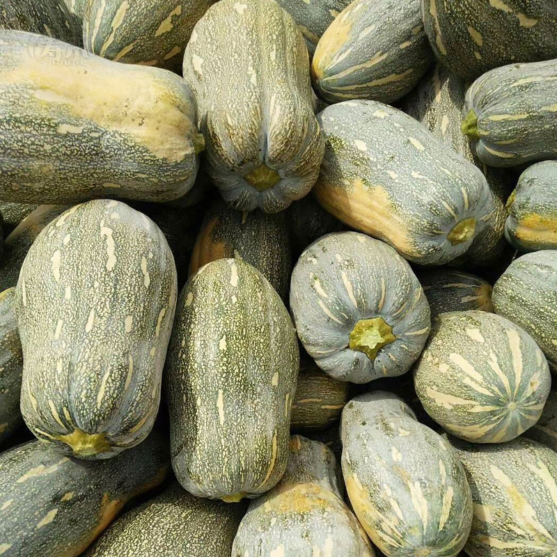 一口口香qq南瓜种子种籽板栗高产迷你小南瓜家庭园艺种子