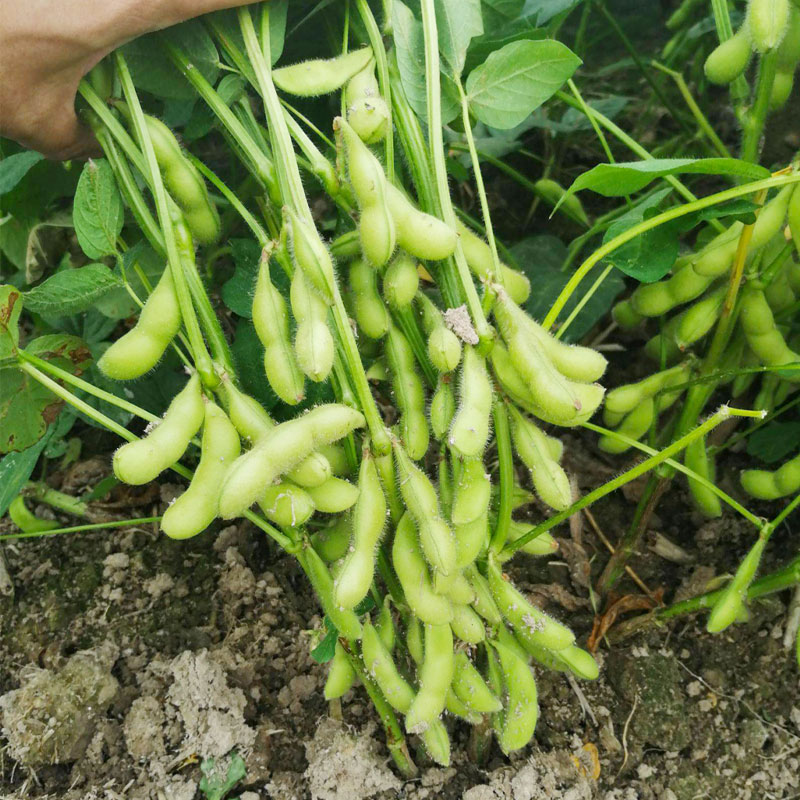 毛豆种子种籽孑特早熟高产大粒农家自种大豆家庭园艺种子