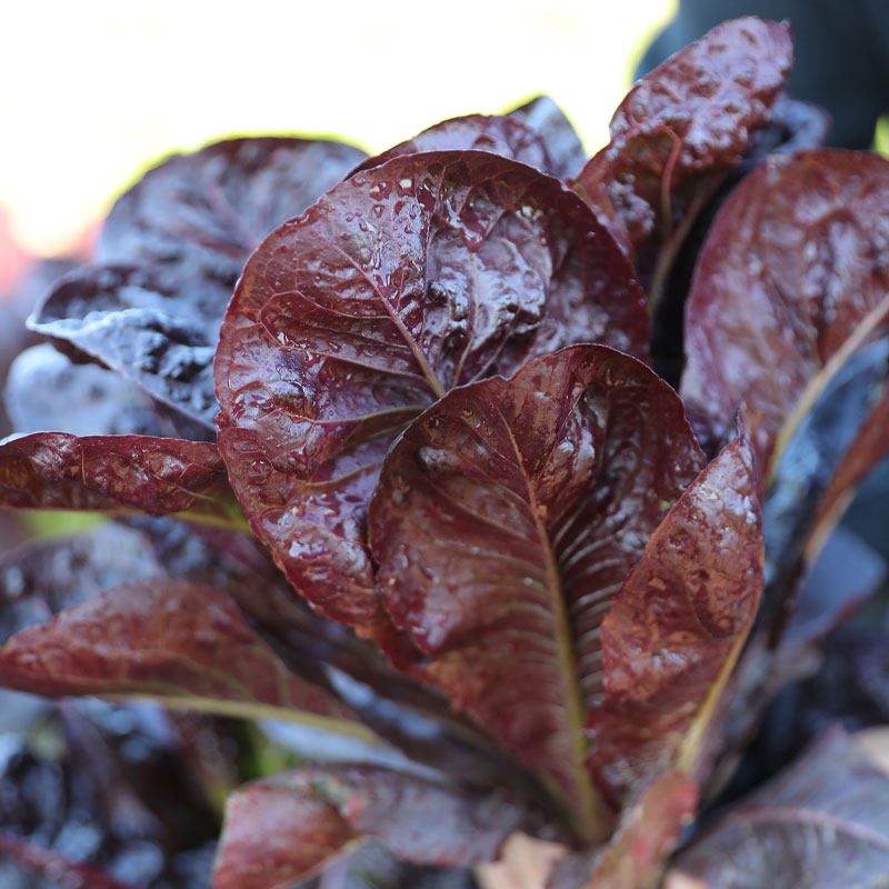 菜种咖啡香麦种子种籽籽种油麦菜菜秋冬季四季家庭园艺种子