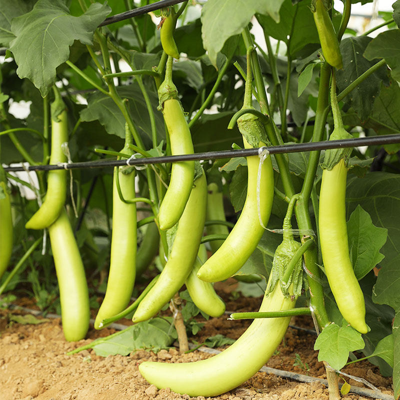 绿长种子种籽绿皮绿色茄子苗秧早熟耐热秧苗家庭园艺种子