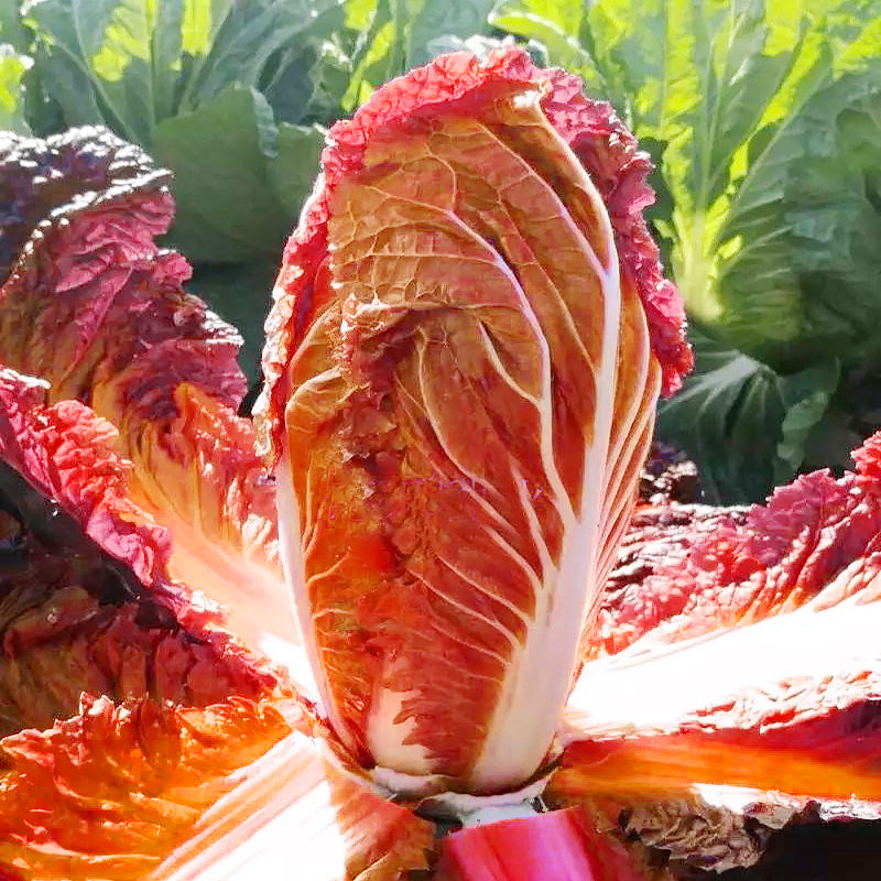 火凤凰大白菜种子桔橘红心鸡蛋金黄白菜大田春秋家庭园艺种子