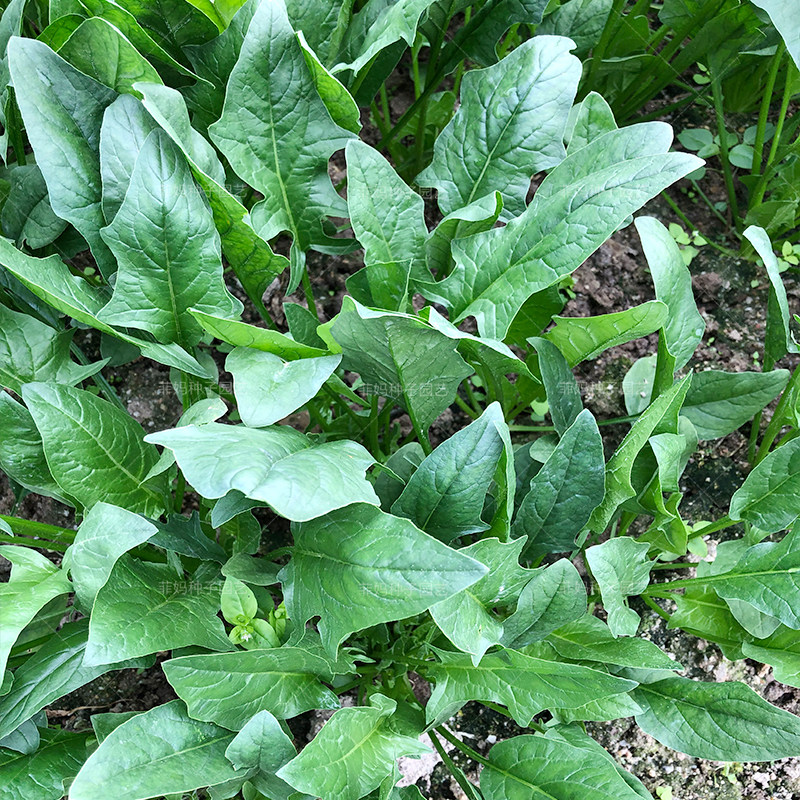 阳台盆栽蔬菜种孑子 农家老品种小尖叶红根本地土菠菜种籽春秋四季