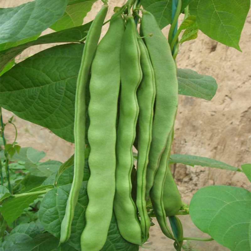 四季绿龙架豆种种子菜刀刀豆玉扁芸豆大田盆栽家庭园艺种子