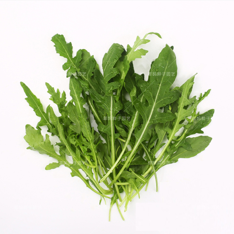 野生菜种蔬菜大田盆栽阳台四季大小种籽生菜家庭园艺种子