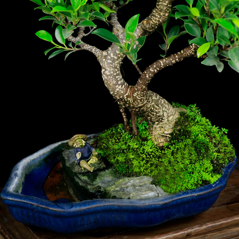 虎皮榕树盆景老桩植物室内办公室家居风水绿植长青树禅意盆栽送礼